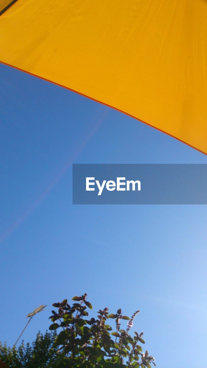 LOW ANGLE VIEW OF YELLOW TREE AGAINST SKY