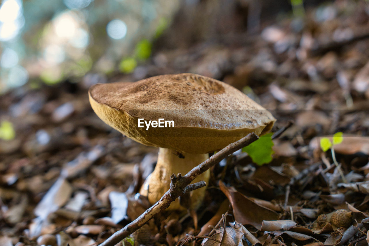 Close-up of mushroom growing on field