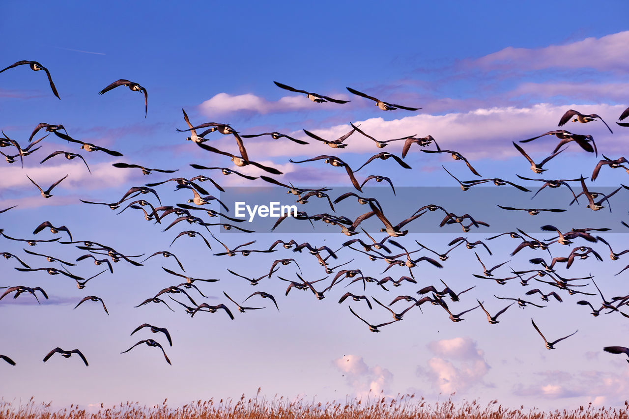 Flock of birds flying against sky during sunset