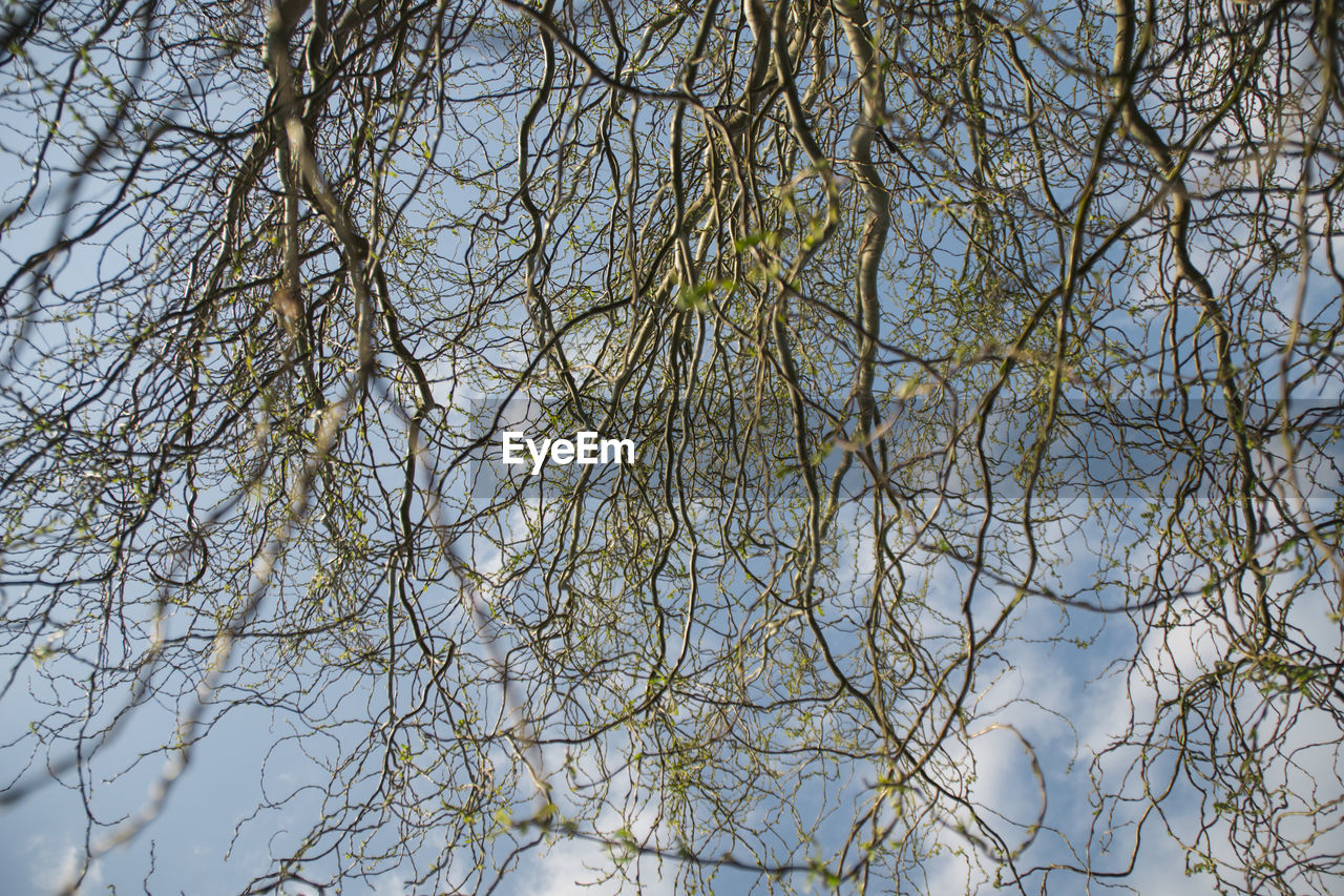 LOW ANGLE VIEW OF TREE AGAINST SKY