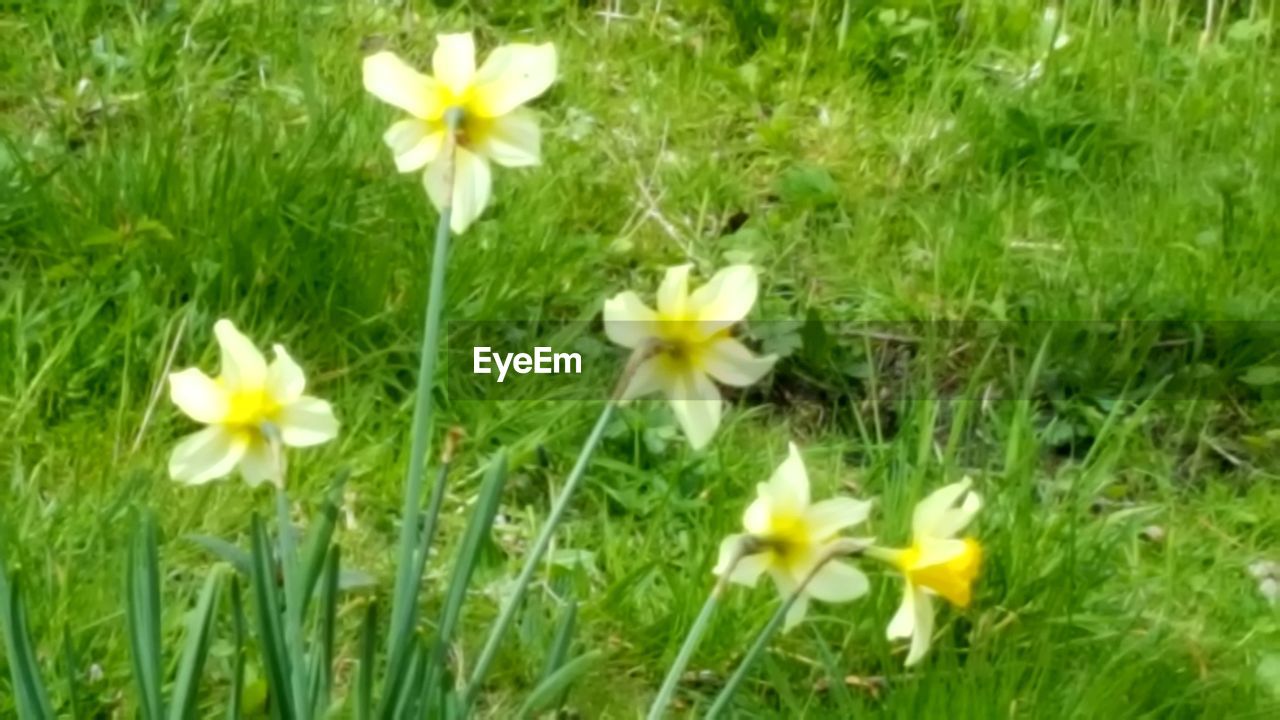 CLOSE-UP OF WHITE DAISY FLOWERS IN FIELD