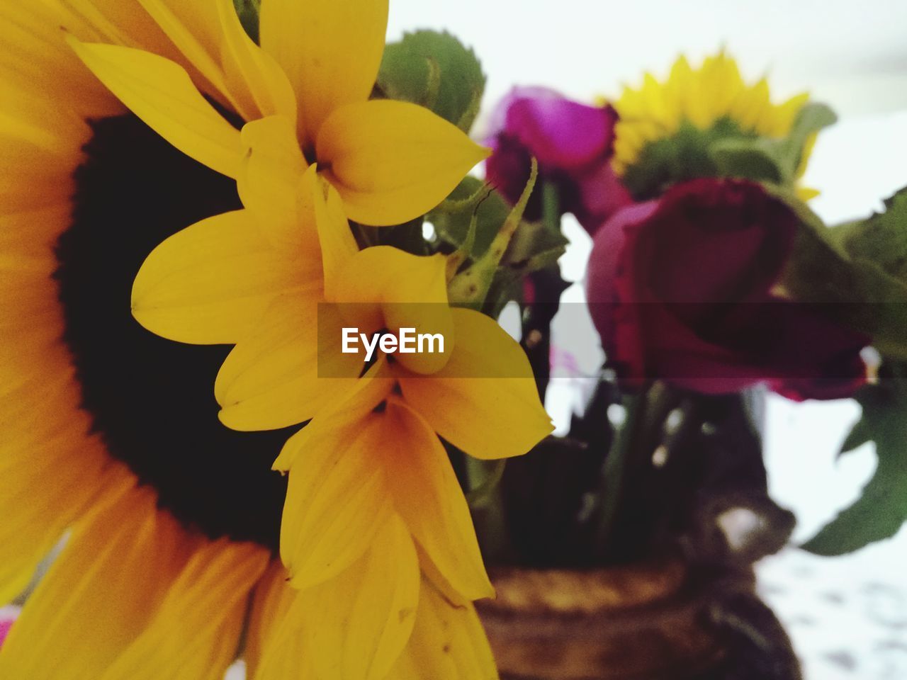 CLOSE-UP OF YELLOW FLOWER BLOOMING OUTDOORS