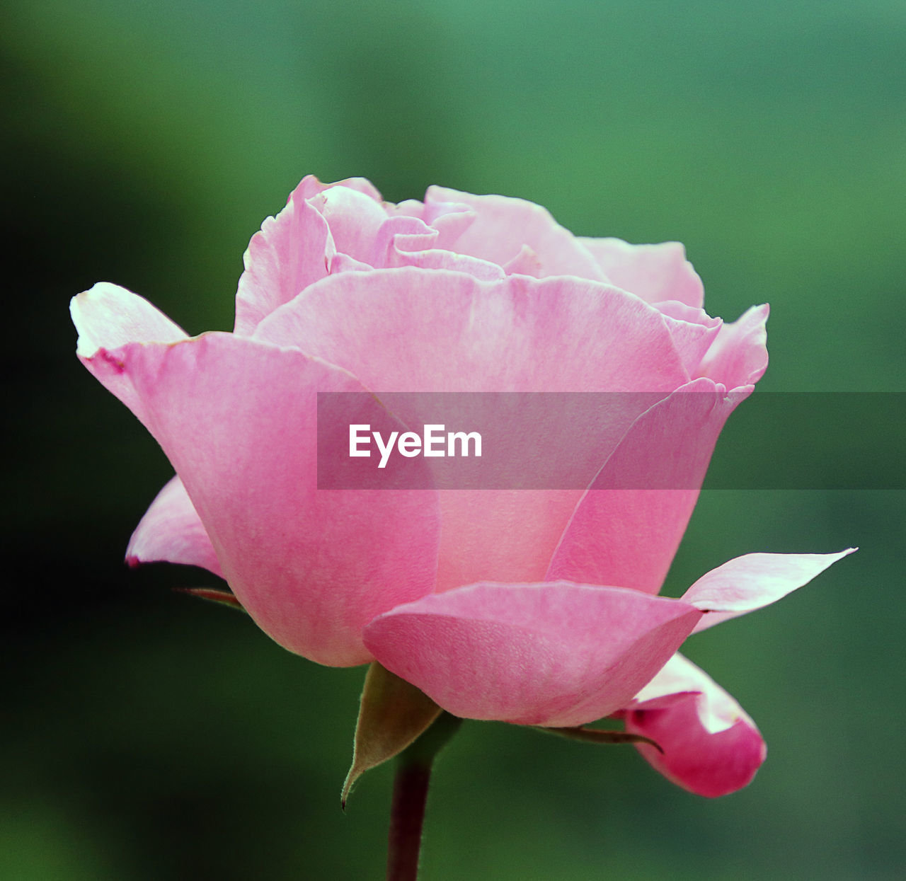 CLOSE-UP OF PINK ROSE