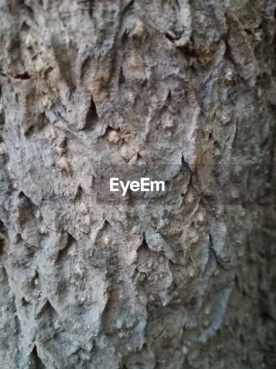 CLOSE-UP OF TREE TRUNK