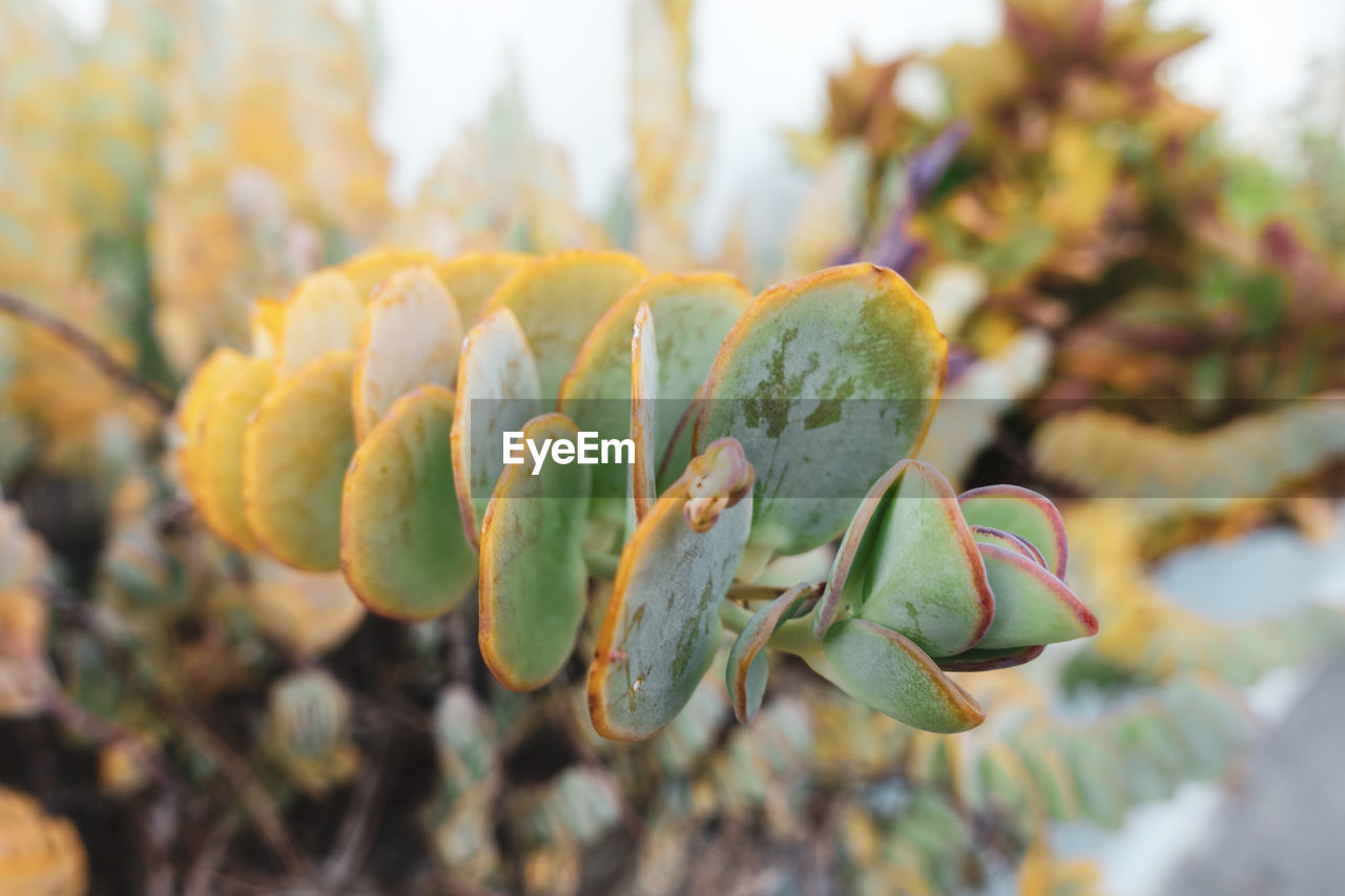 Close-up of succulent plant