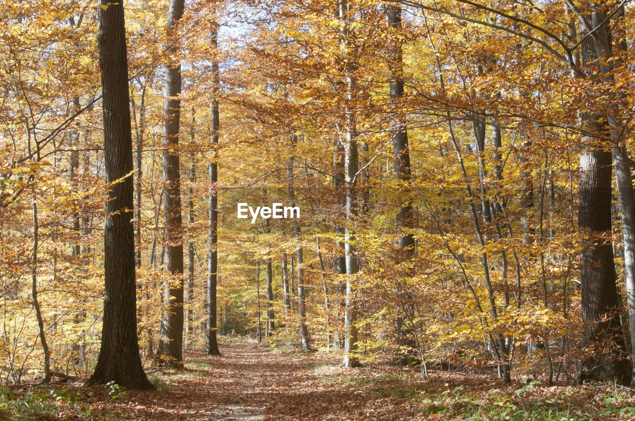 VIEW OF TREES IN FOREST DURING AUTUMN