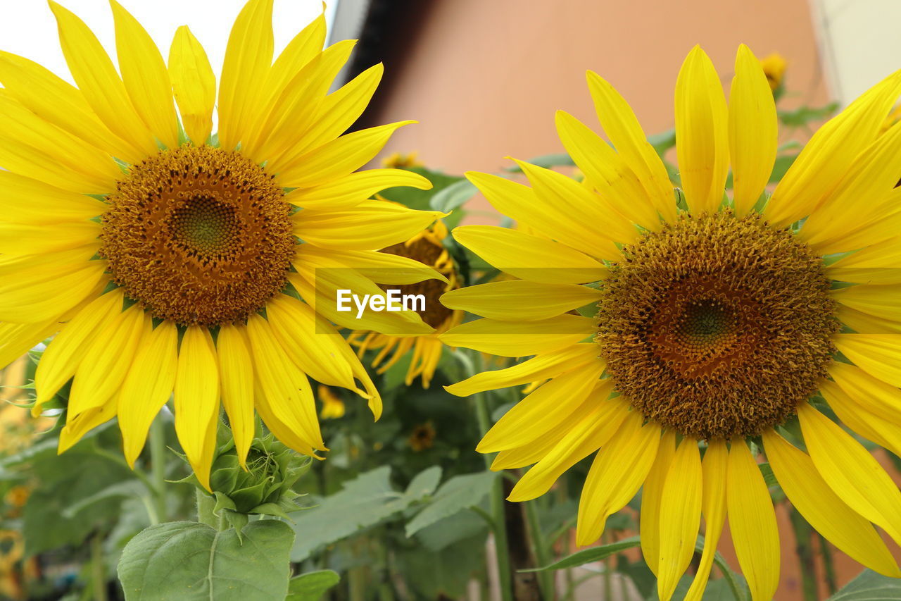 CLOSE-UP OF SUNFLOWER ON YELLOW FLOWERING PLANT