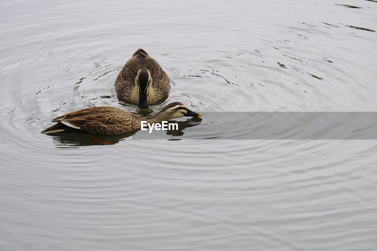 CLOSE-UP OF DUCKS SWIMMING ON LAKE