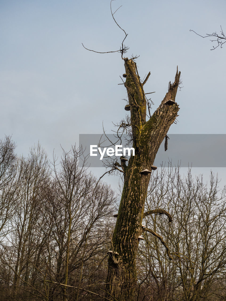 LOW ANGLE VIEW OF BARE TREE