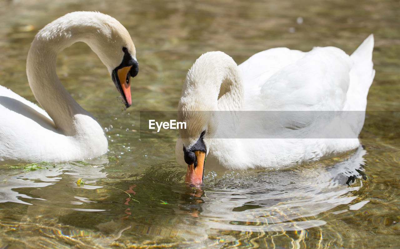 Swans swimming in lake