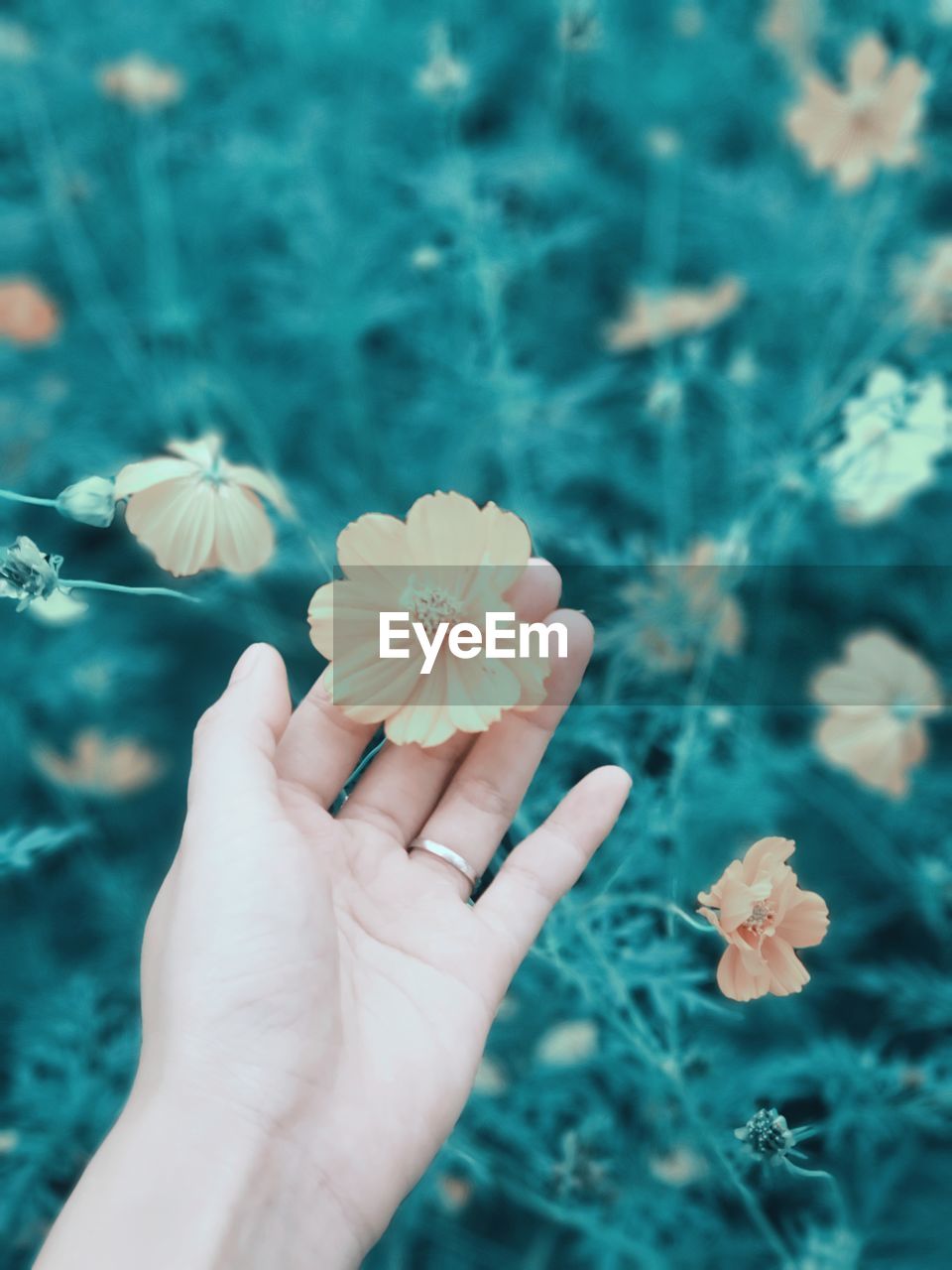 Close-up of hand holding yellow flower