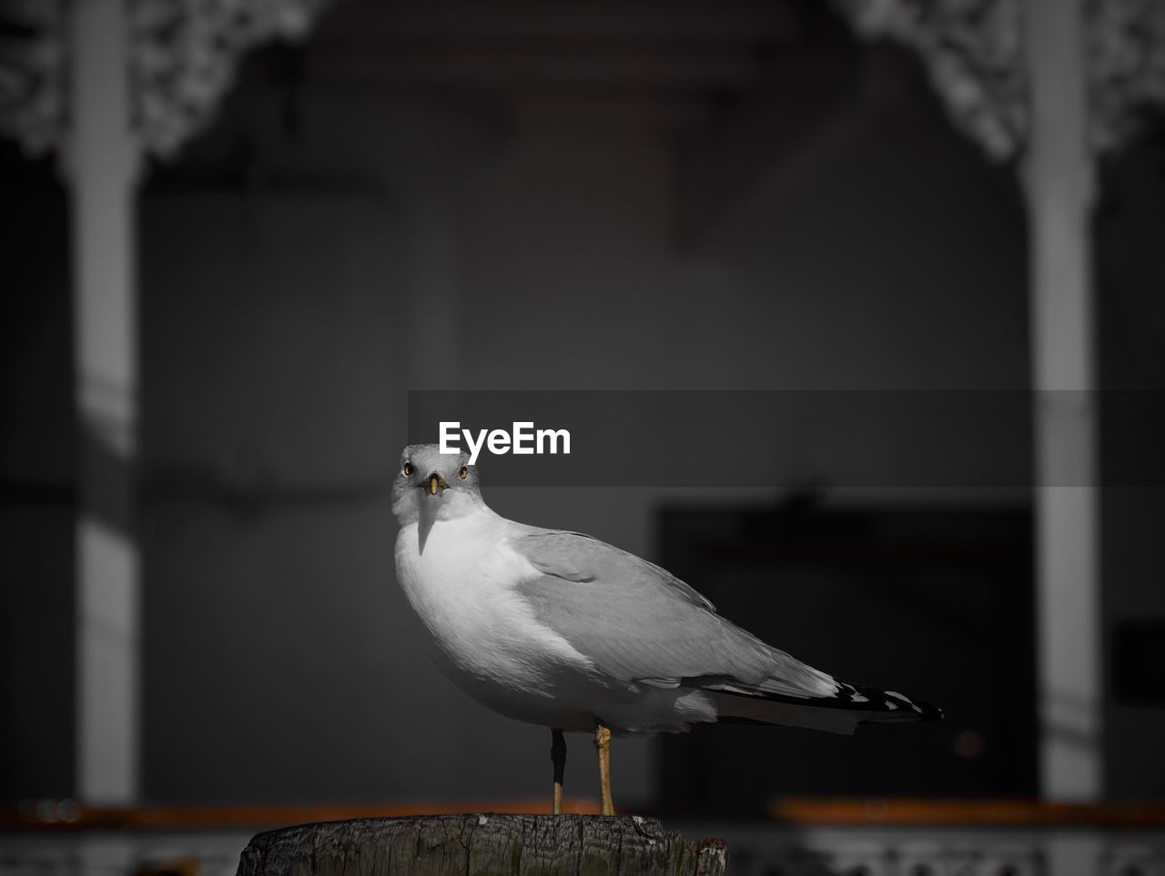 Close-up of bird perching on wooden post