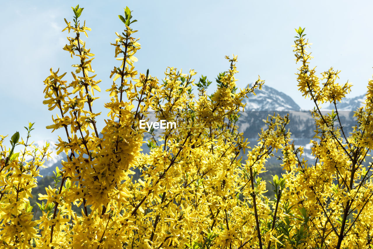 plant, rapeseed, yellow, growth, produce, sky, flower, beauty in nature, nature, food, tree, meadow, no people, flowering plant, vegetable, sunlight, freshness, agriculture, field, day, canola, landscape, prairie, springtime, low angle view, land, outdoors, crop, wildflower, rural scene, tranquility, scenics - nature, environment, blossom, clear sky, shrub, branch