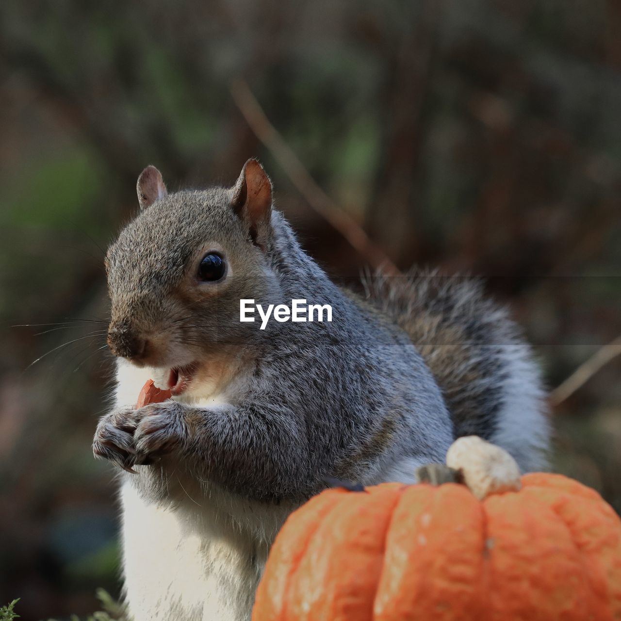 CLOSE-UP OF SQUIRREL FEEDING