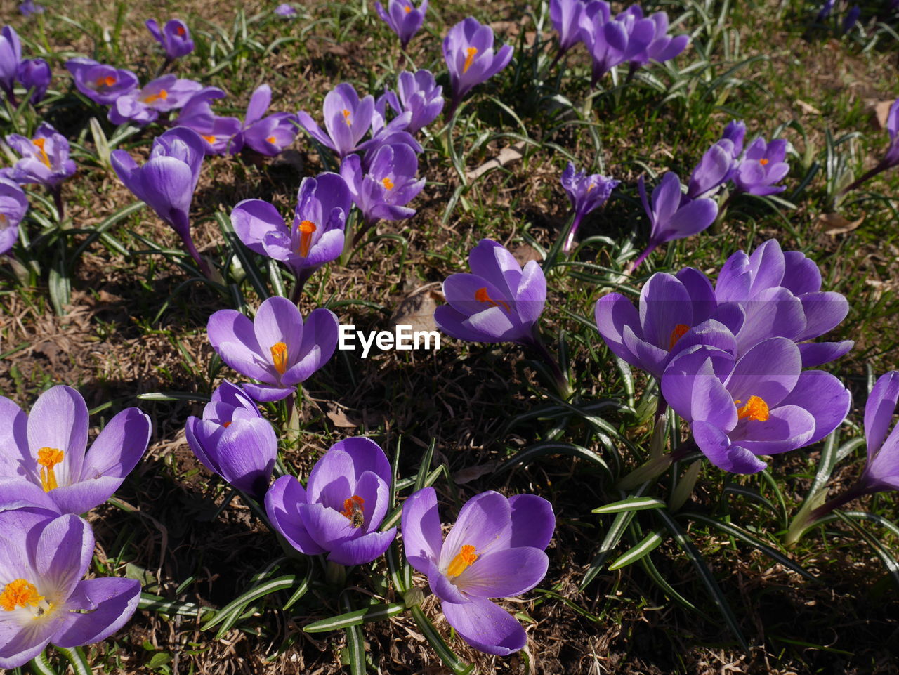 HIGH ANGLE VIEW OF PURPLE CROCUS FLOWERS GROWING ON LAND