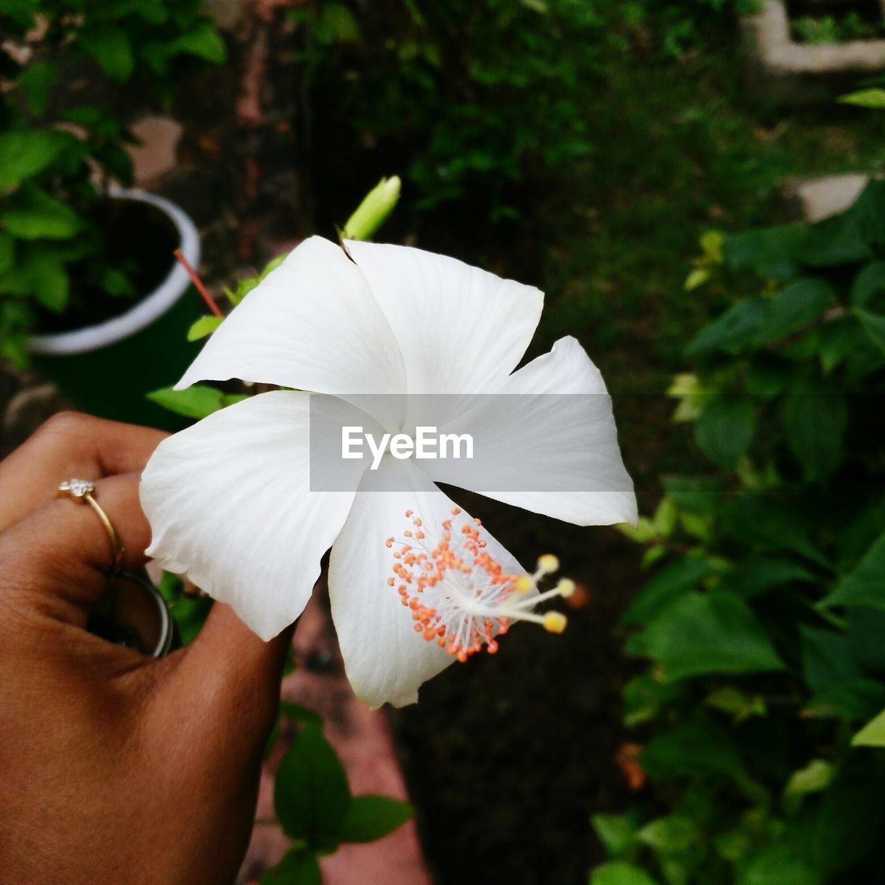 CROPPED IMAGE OF HAND HOLDING FRESH FLOWER