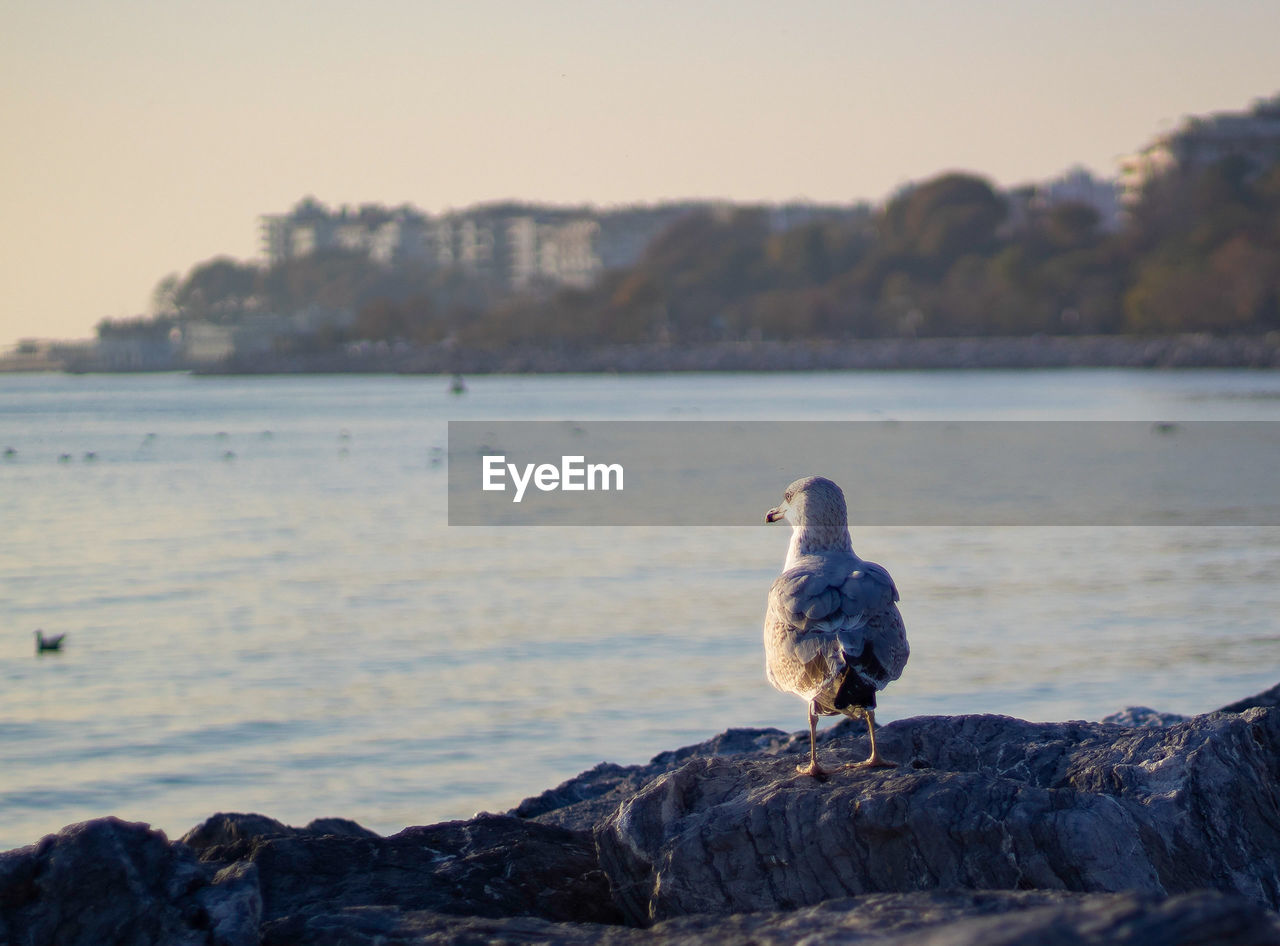 SEAGULL PERCHING ON ROCK IN SEA