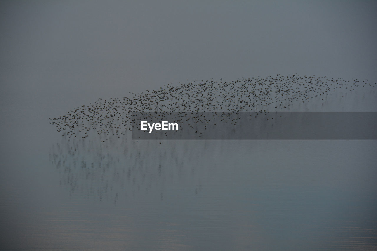 BIRDS FLYING OVER THE LAKE