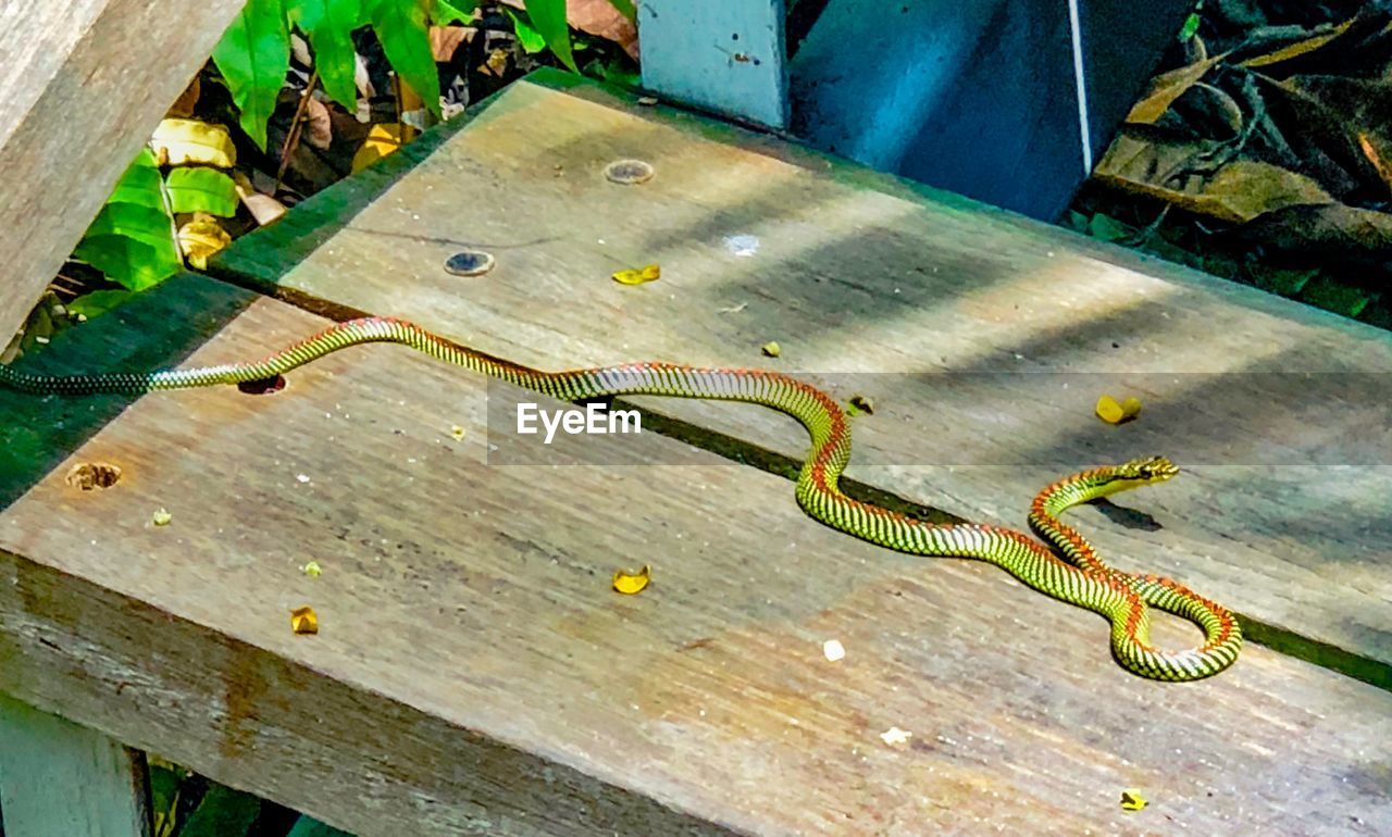 HIGH ANGLE VIEW OF LIZARD ON GROUND