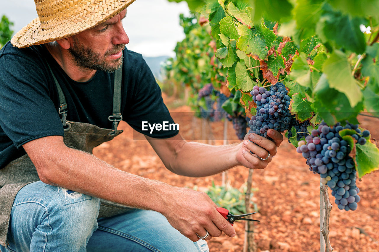 Man farmer crouching down collecting bunches of grapes and putting fruit into box while working on vineyard