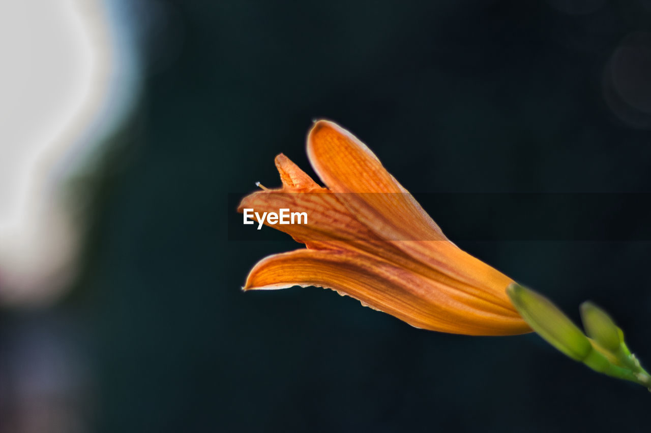 CLOSE-UP OF ORANGE LEAF ON FLOWER