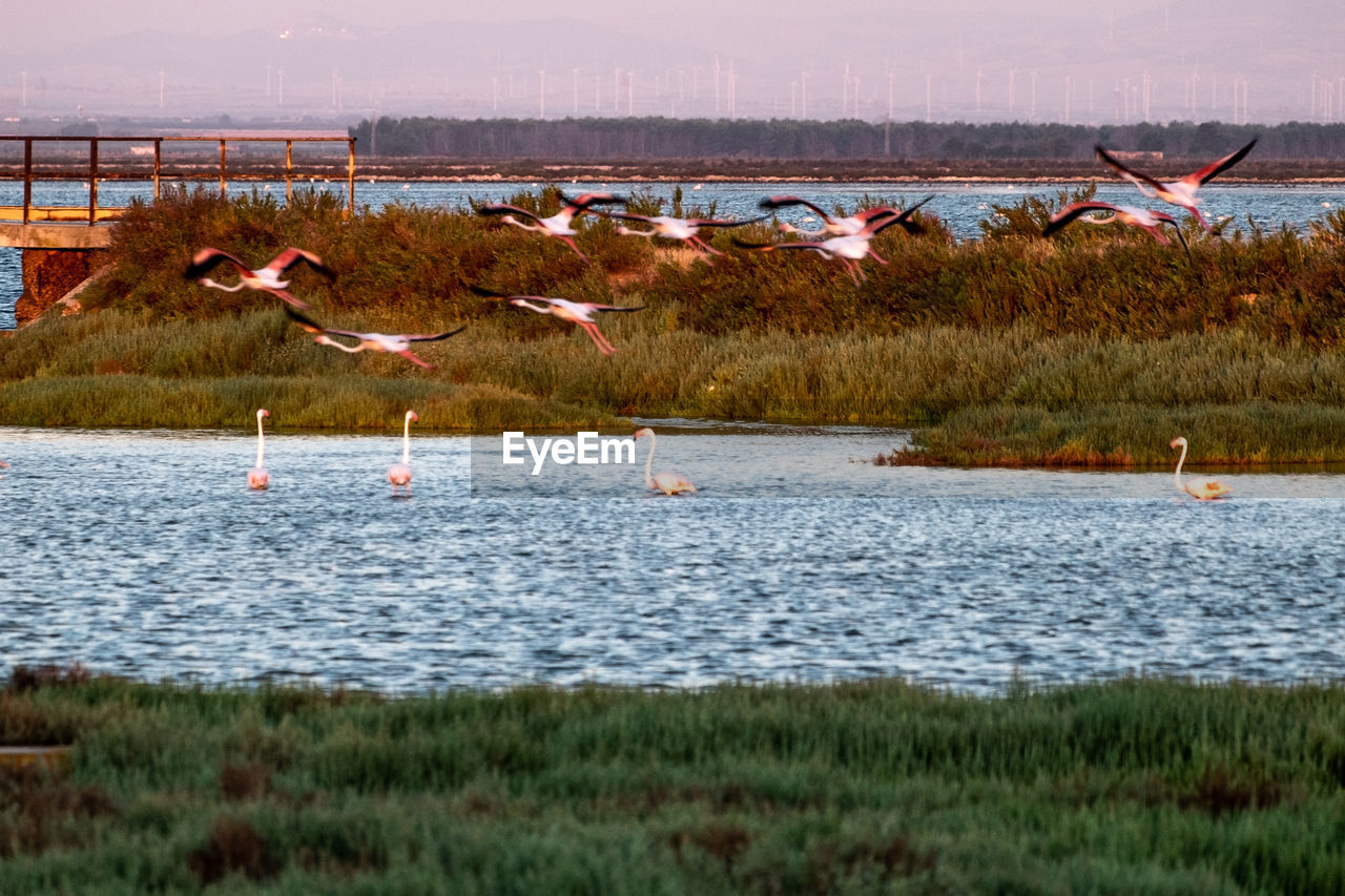 BIRD FLYING OVER LAKE