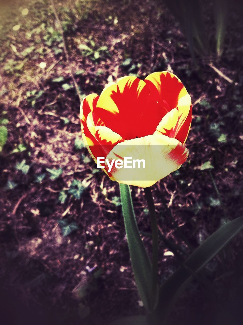 High angle view of red tulip growing in yard
