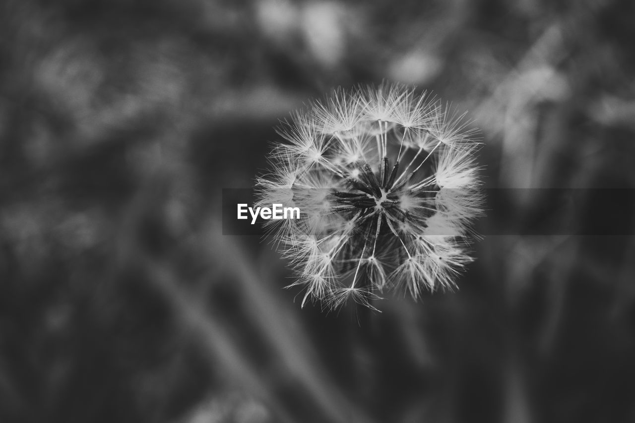 CLOSE-UP OF DANDELION AGAINST WHITE WALL