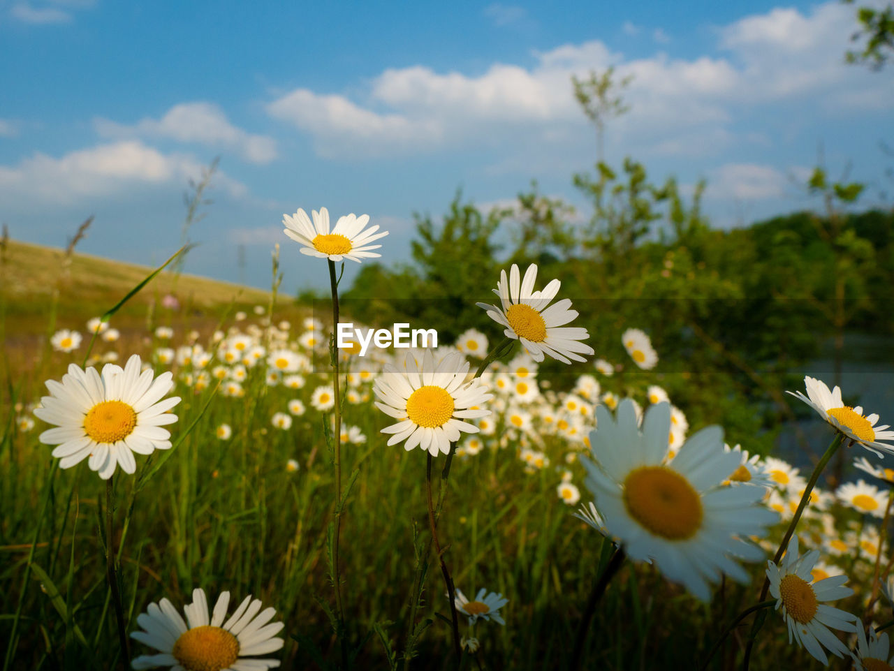 CLOSE-UP OF WHITE FLOWERING PLANT ON FIELD