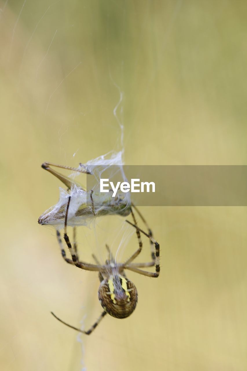 Close-up of spiders against blurred background