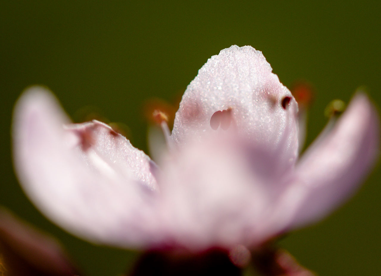 CLOSE-UP OF PINK FLOWERS