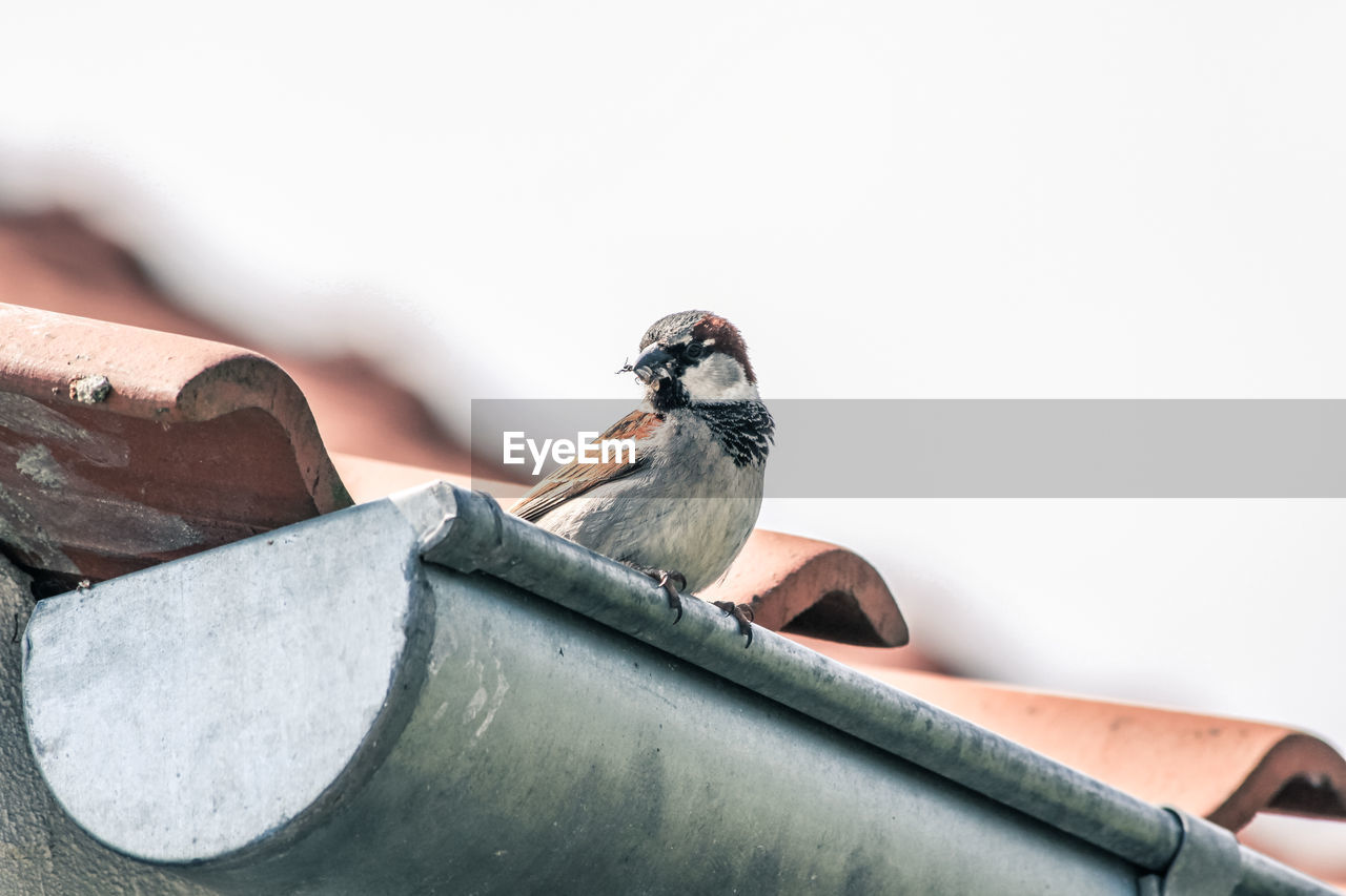 Close-up of sparrow perching on roof against sky
