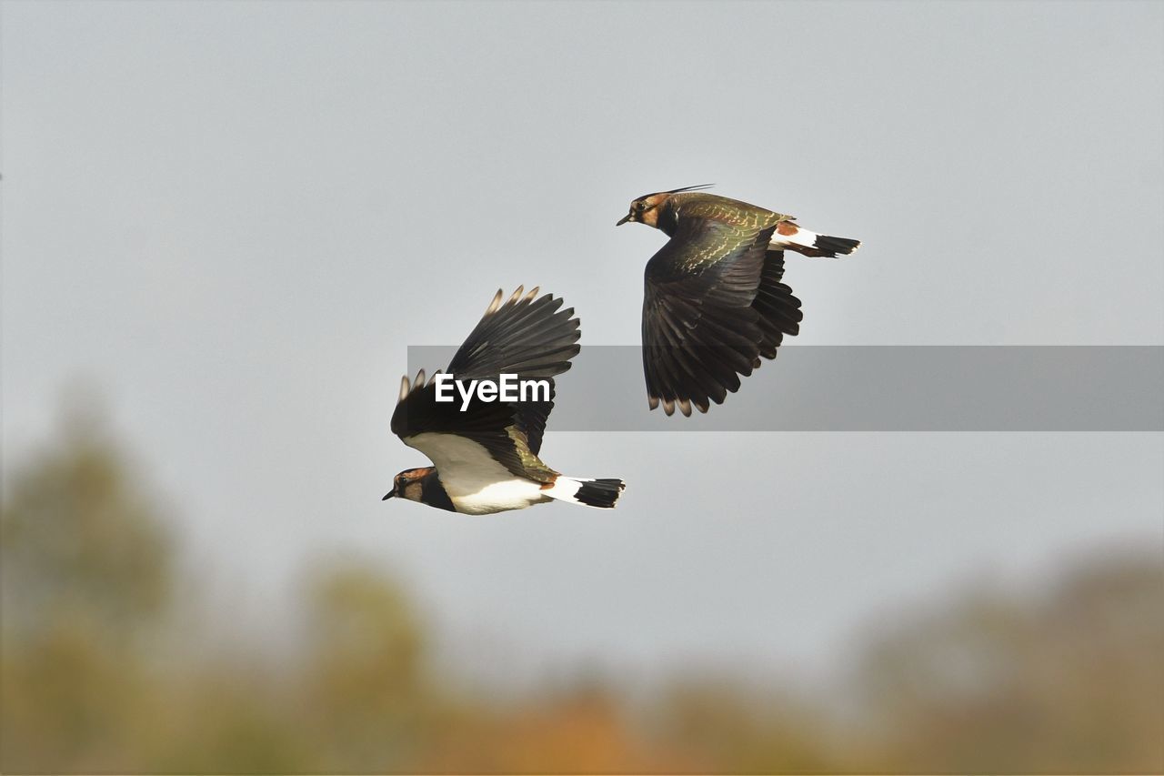 LOW ANGLE VIEW OF TWO BIRDS FLYING