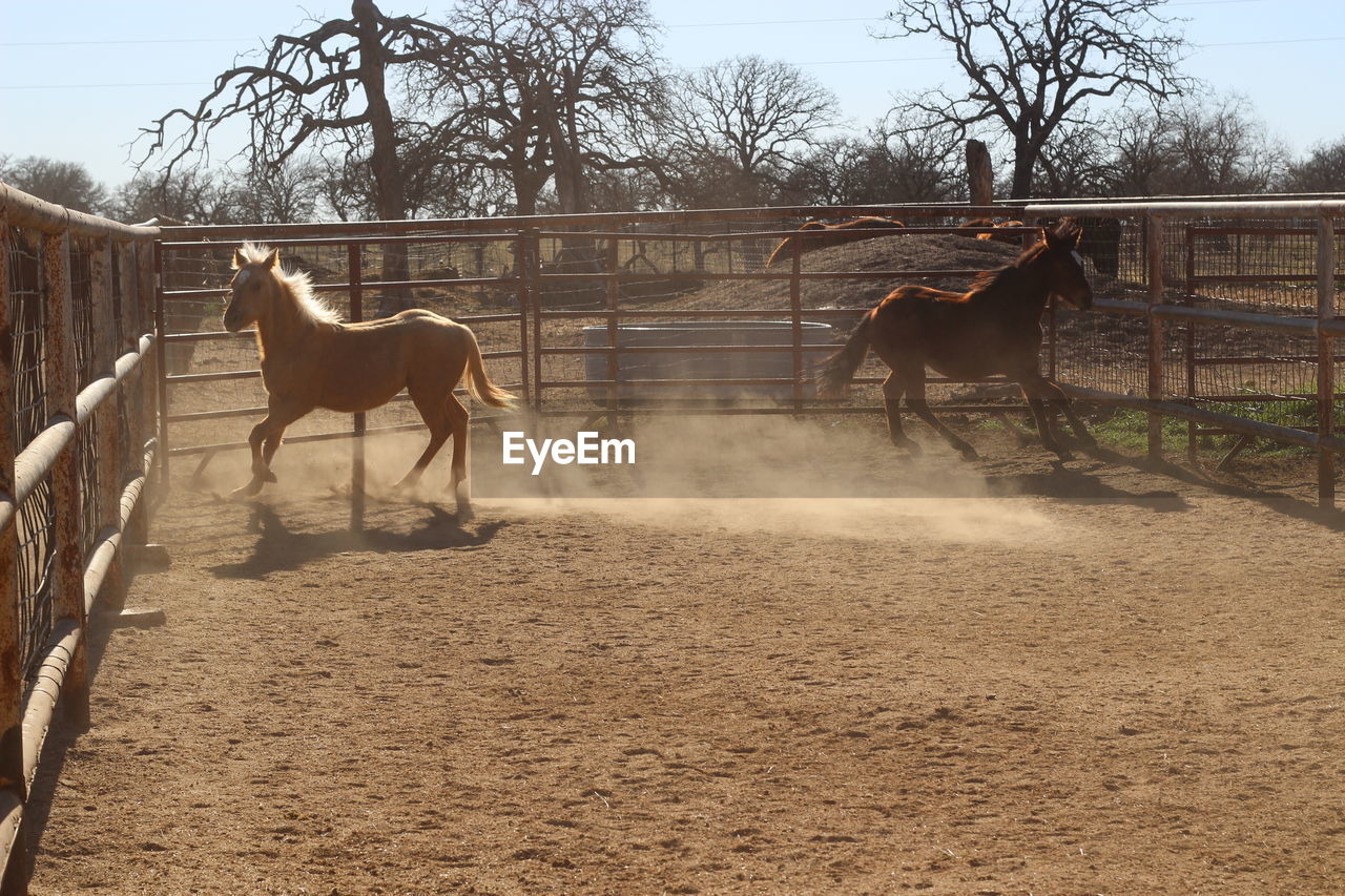 Horses running in pen