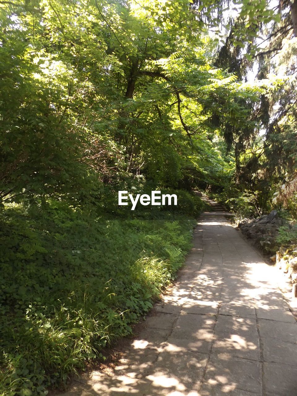 FOOTPATH LEADING TOWARDS TREES