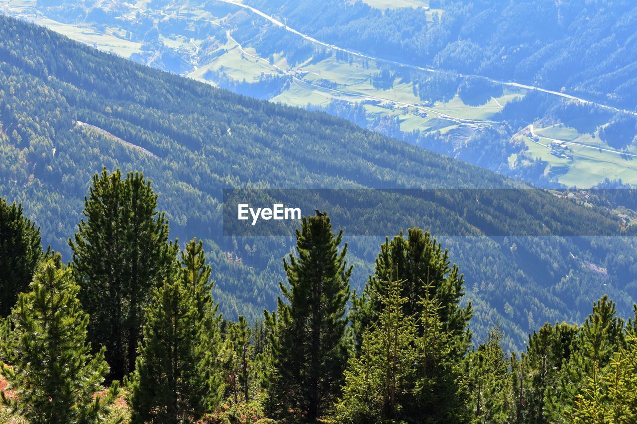 Scenic view of pine trees against sky