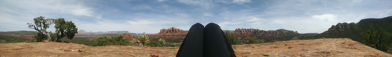 PANORAMIC VIEW OF TREES