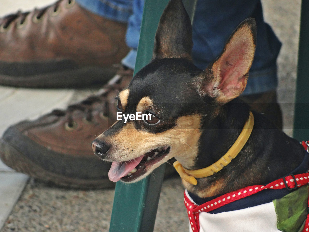 CLOSE-UP OF DOG WITH MAN WEARING HAT