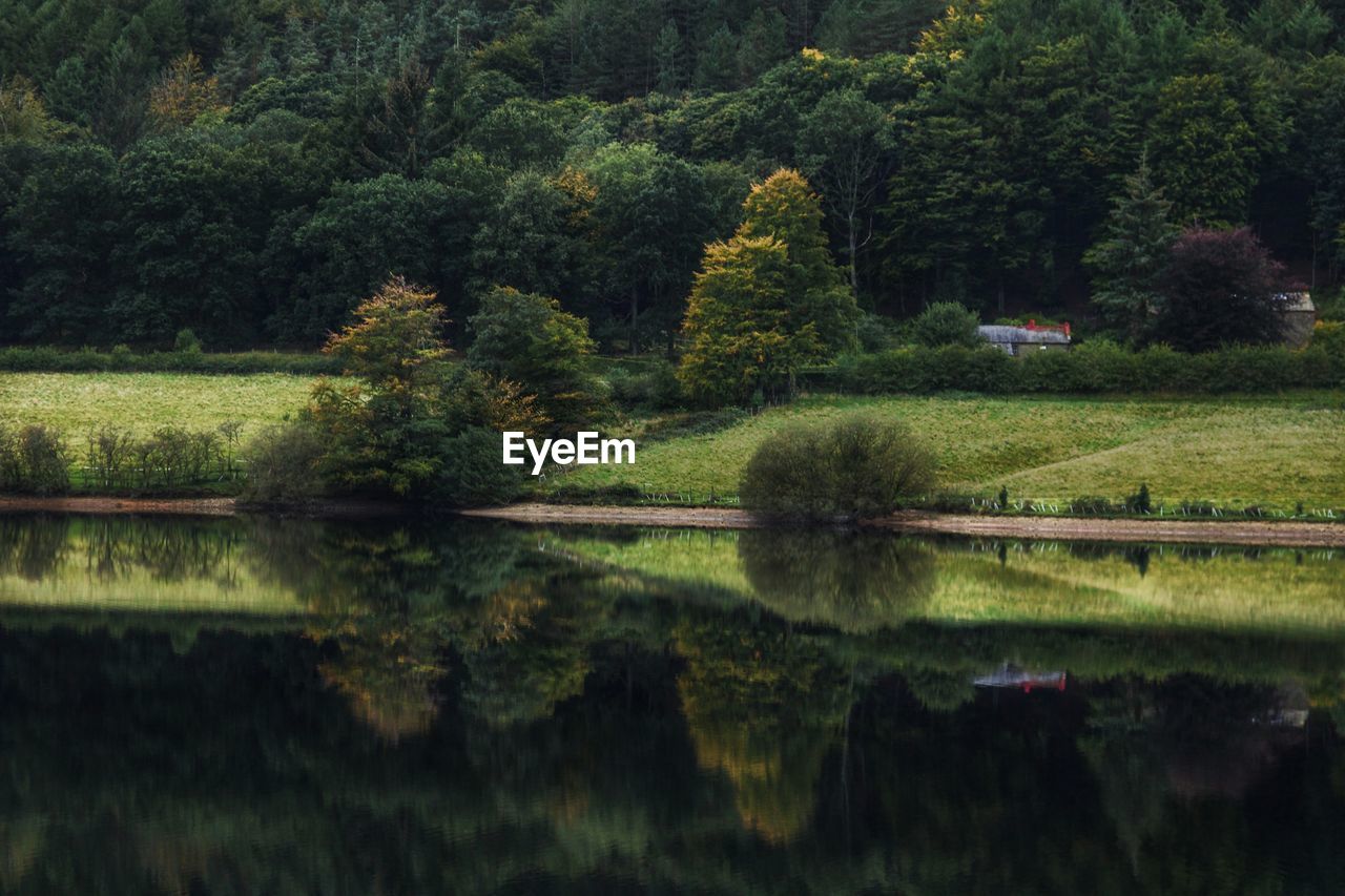 Scenic view of lake in forest