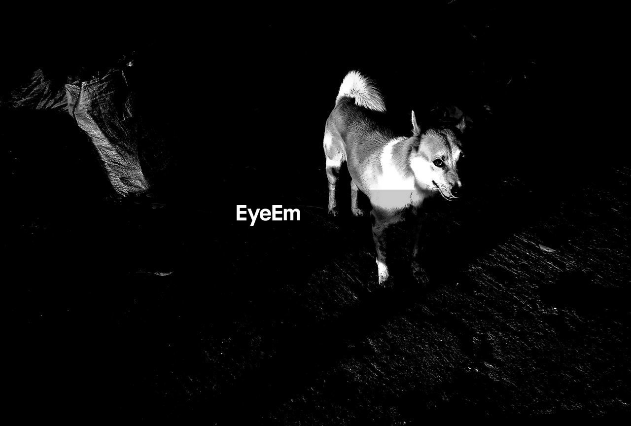 DOG AT NIGHT DURING FESTIVAL