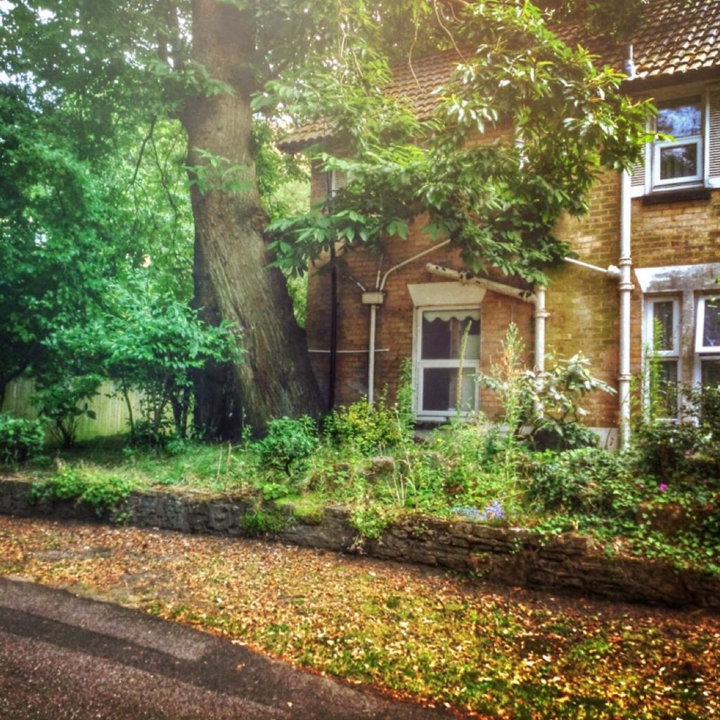 Tree growing outside house