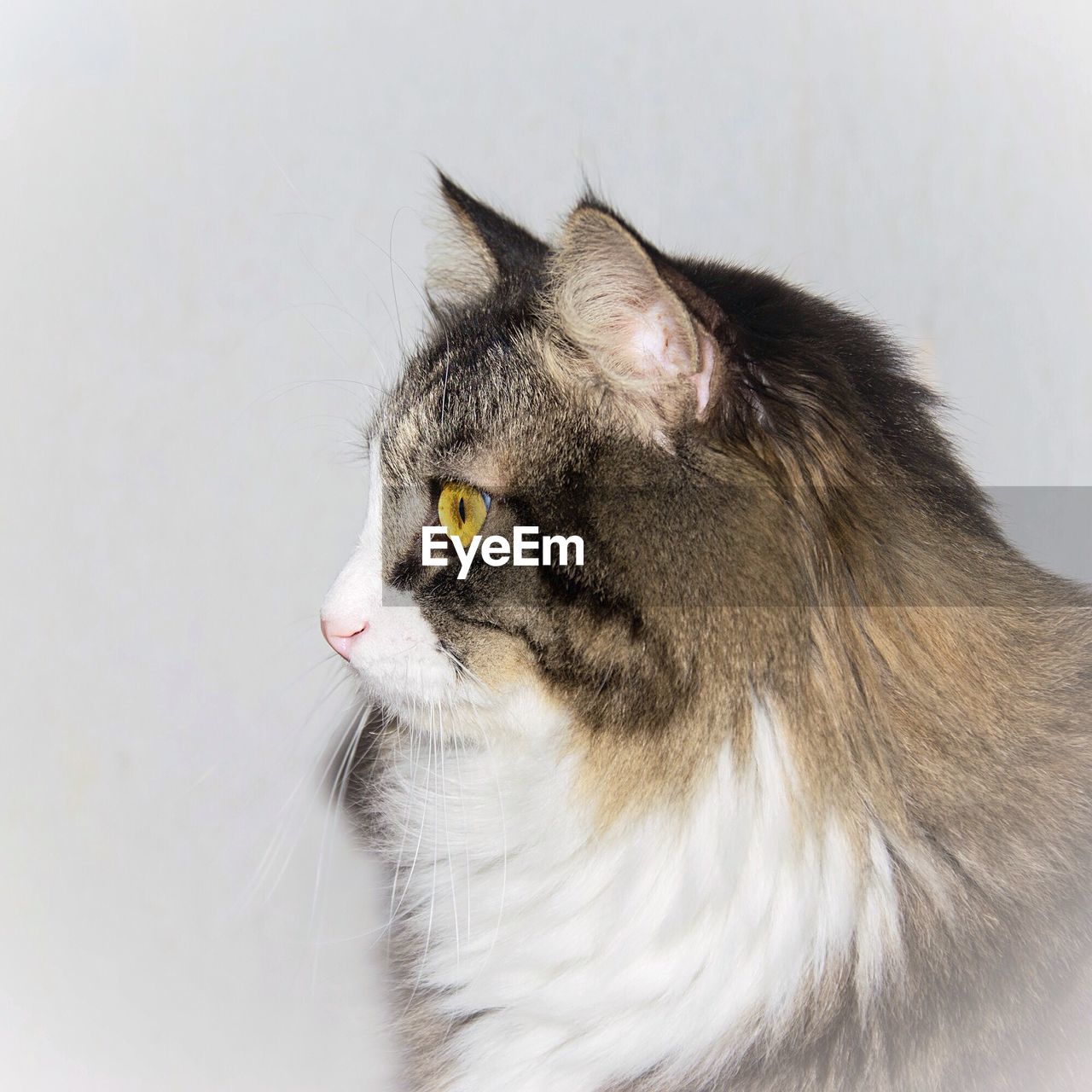 Close-up of cat against white wall