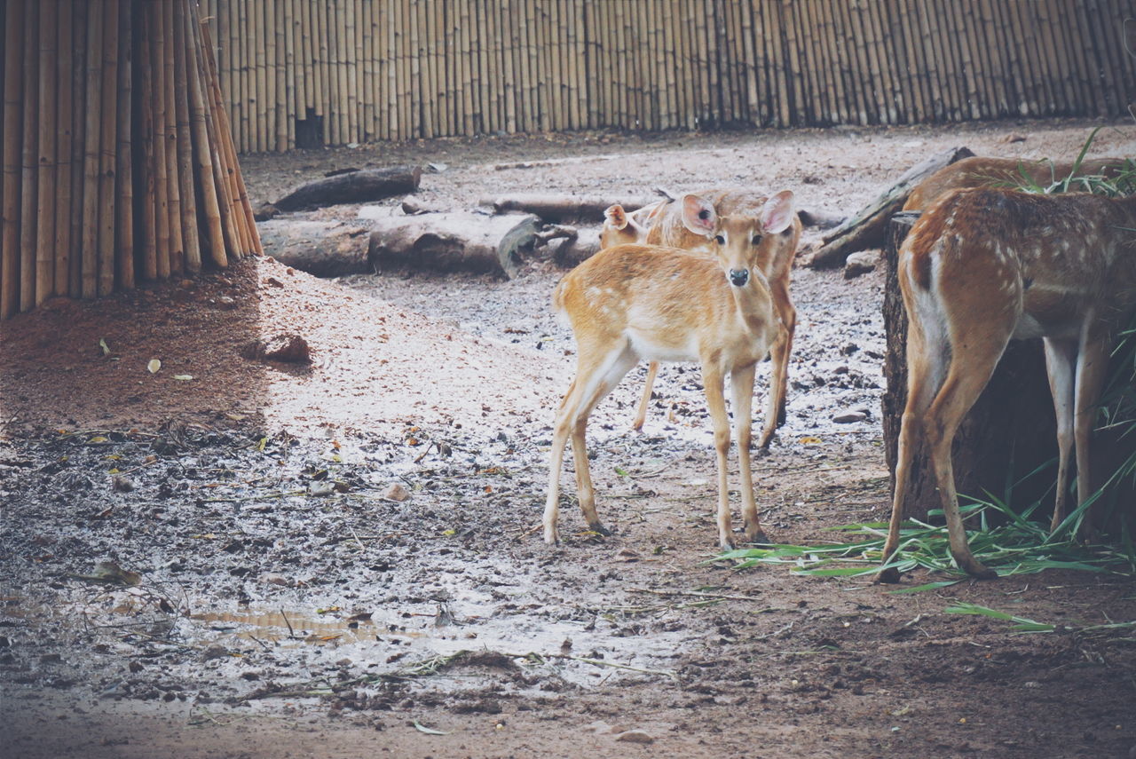 Deer standing on field