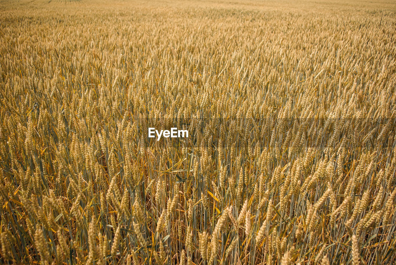 Wheat growing on field