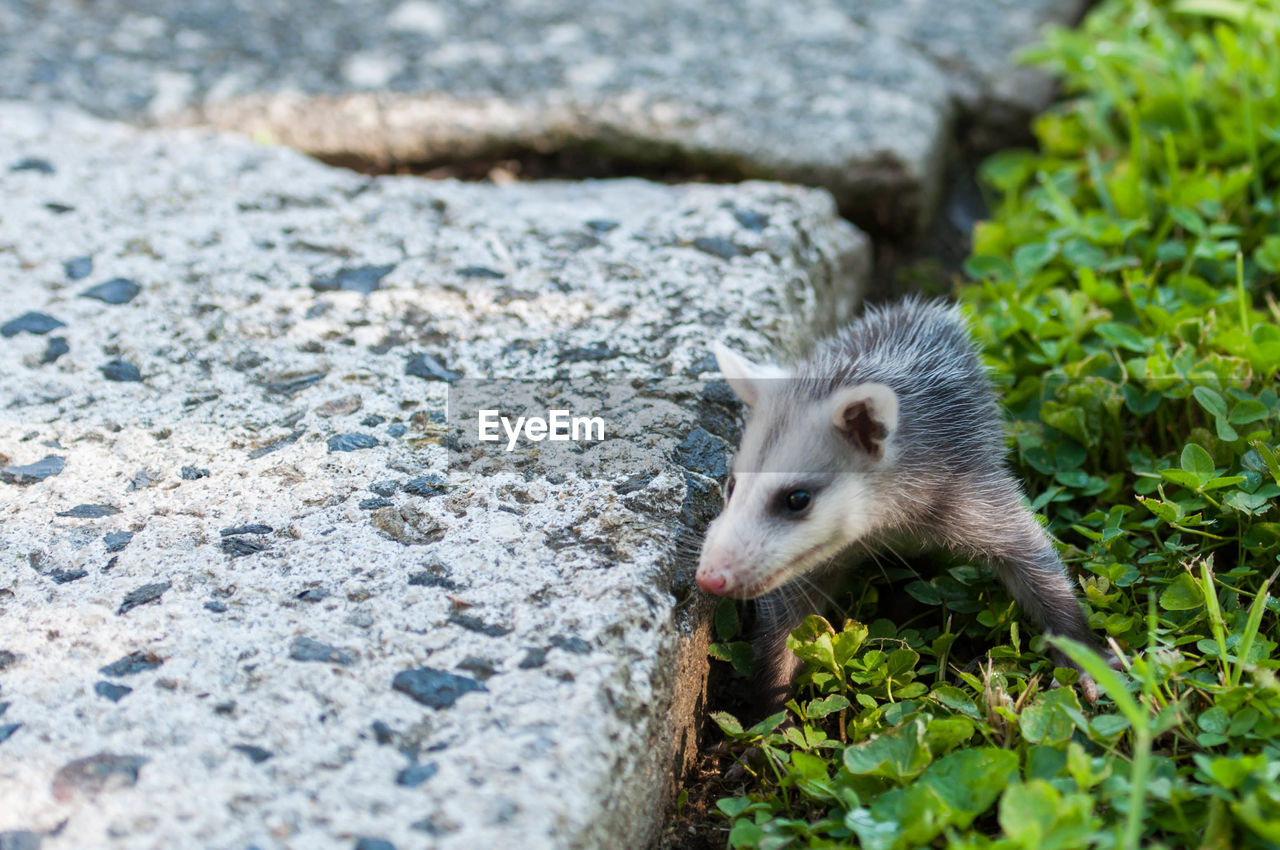 Baby opossum in my backyard