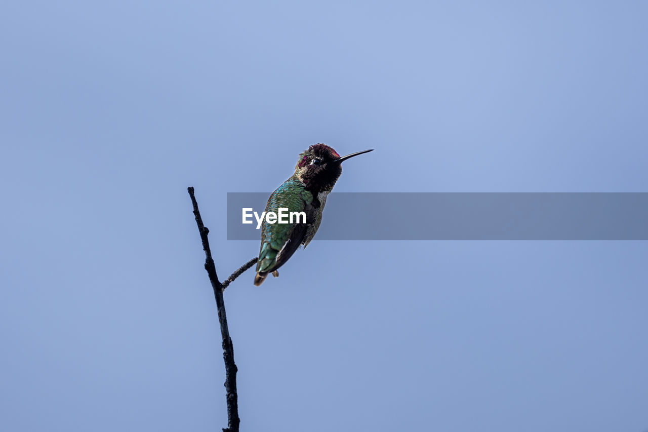 Low angle view of bird flying against clear blue sky