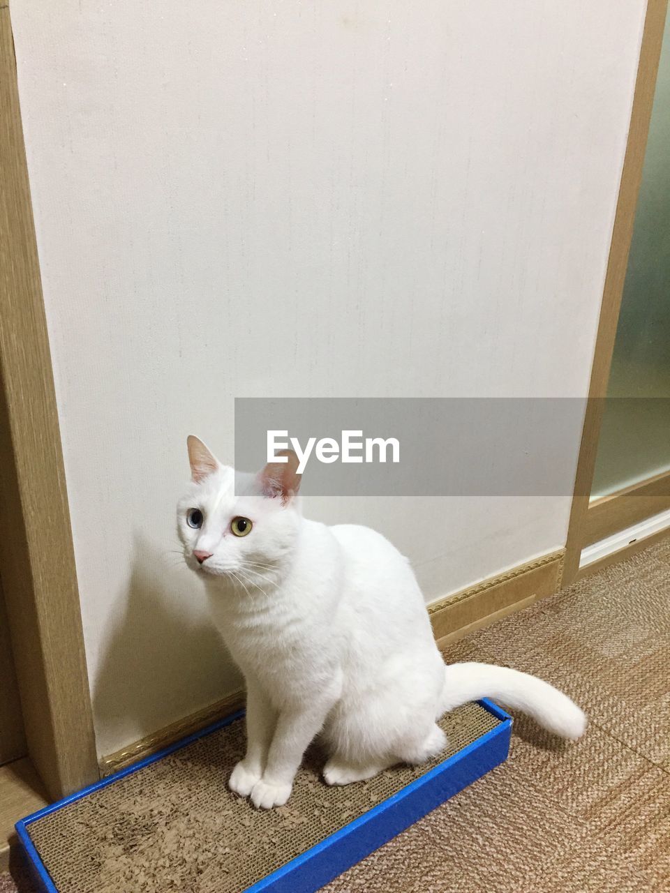 PORTRAIT OF CAT LYING ON FLOOR