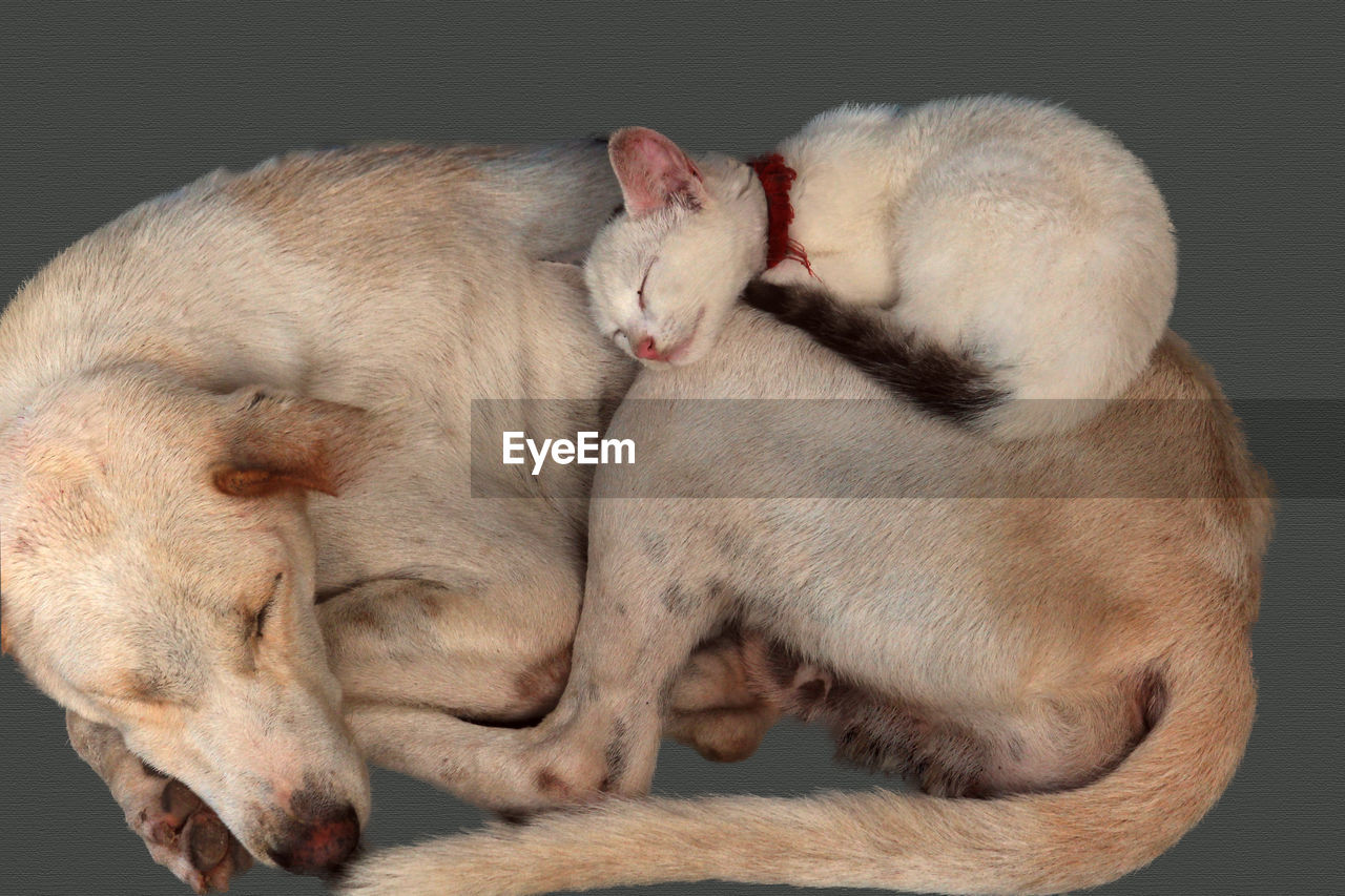 HIGH ANGLE VIEW OF TWO CATS SLEEPING ON FLOOR