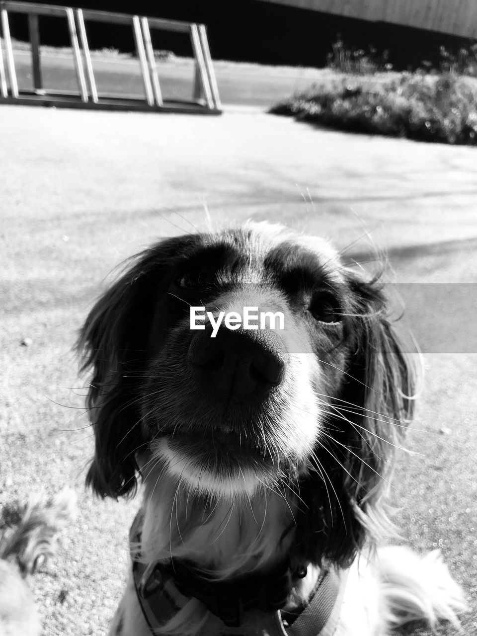 one animal, pet, domestic animals, mammal, animal themes, animal, canine, dog, black, white, black and white, monochrome photography, monochrome, portrait, day, no people, animal body part, puppy, focus on foreground, looking at camera, lap dog, animal head, animal hair