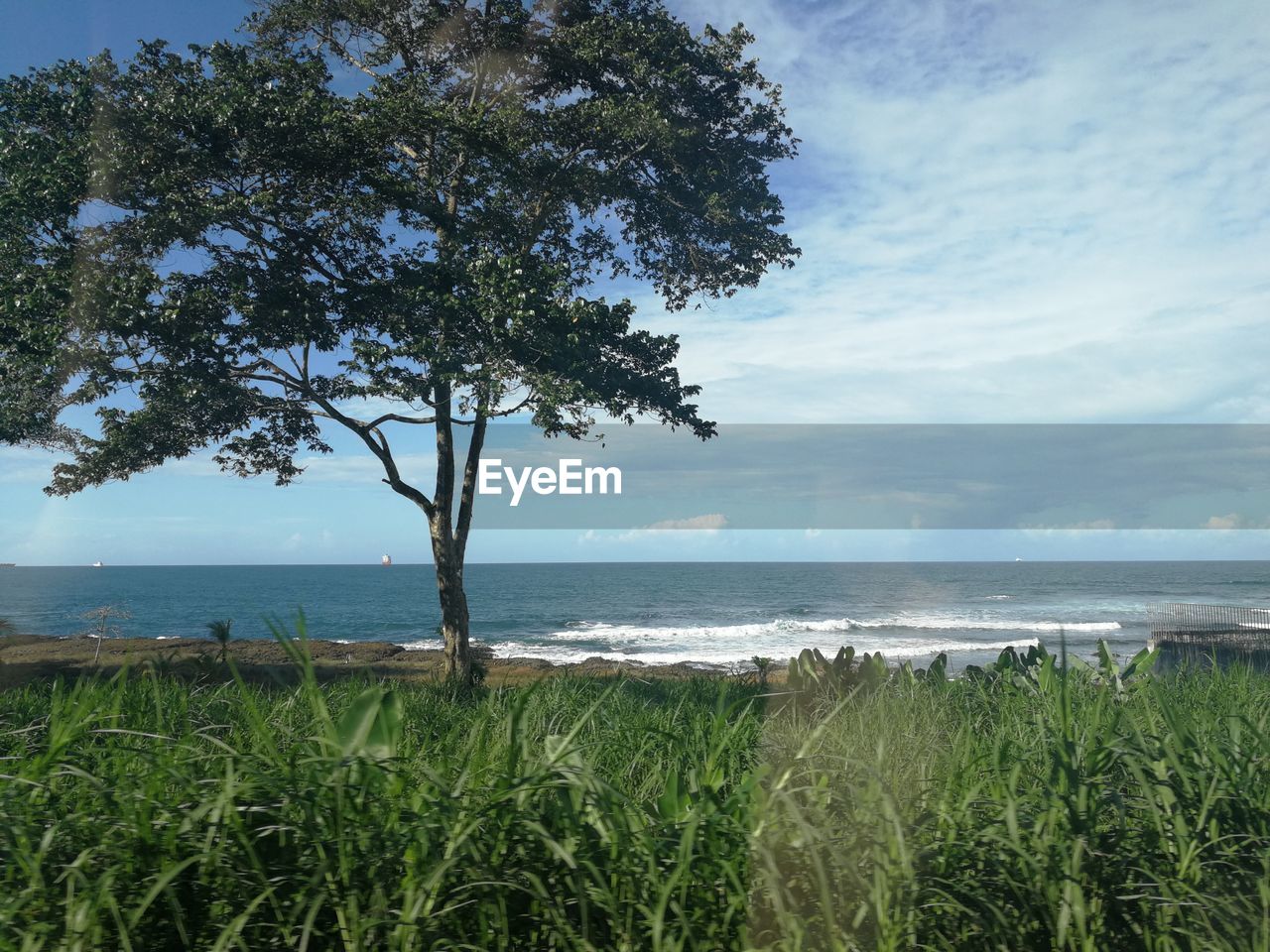 TREES ON BEACH AGAINST SKY